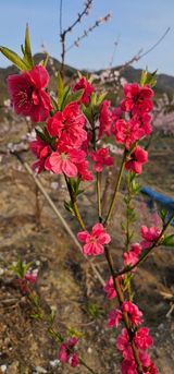 팜모닝 자유주제·자유게시판 게시글 이미지