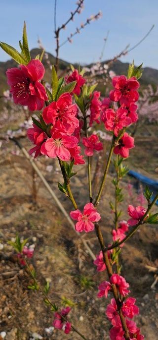 뿌리묘목농원님의 자유주제 · 자유게시판 작성글 사진