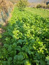 팜모닝 농사, 무엇이든 물어보세요!·참여글 게시글 이미지