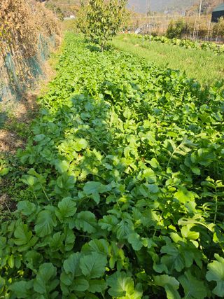 현경출님의 농사, 무엇이든 물어보세요! · 참여글 작성글 사진