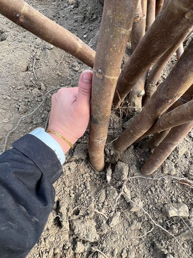 일심묘목농원님의 장터 판매 상품 [청무화과(바나네) 1년생 묘목] 첨부 사진