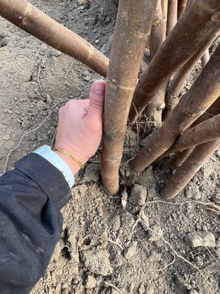 일심묘목농원님의 작성글 사진