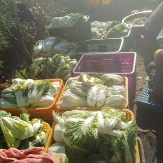 삼성농산님의 자유주제 · 자유게시판 작성글 사진