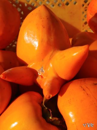 안길원님의 자유주제 · 자유게시판 작성글 사진