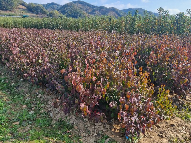 일심묘목농원님의 장터 판매 상품 [미산딸 체로키치프 접목1년생 묘목] 첨부 사진