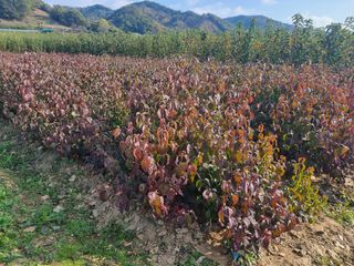 일심묘목농원님의 작성글 사진