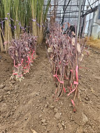 일심묘목농원님의 작성글 사진