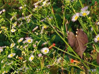 안길원님의 자유주제 · 자유게시판 작성글 사진