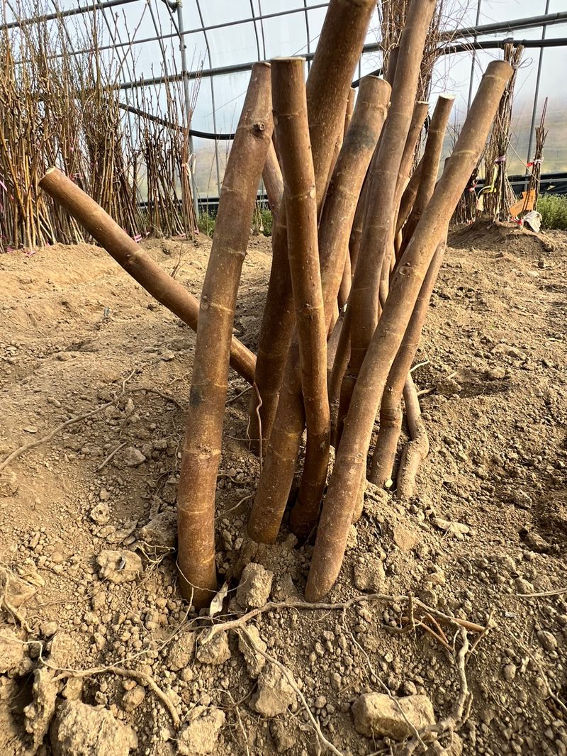 일심묘목농원님의 장터 판매 상품 [청무화과(바나네) 1년생 묘목] 첨부 사진