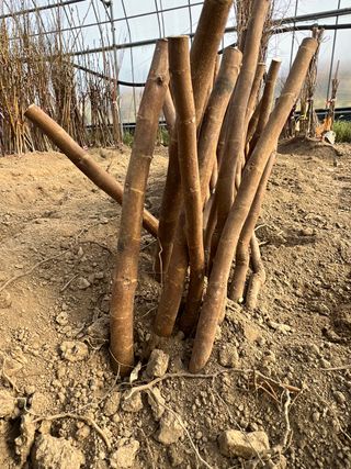 일심묘목농원님의 작성글 사진