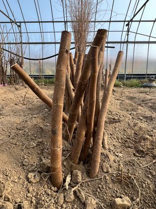 일심묘목농원님의 작성글 사진