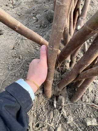 일심묘목농원님의 작성글 사진