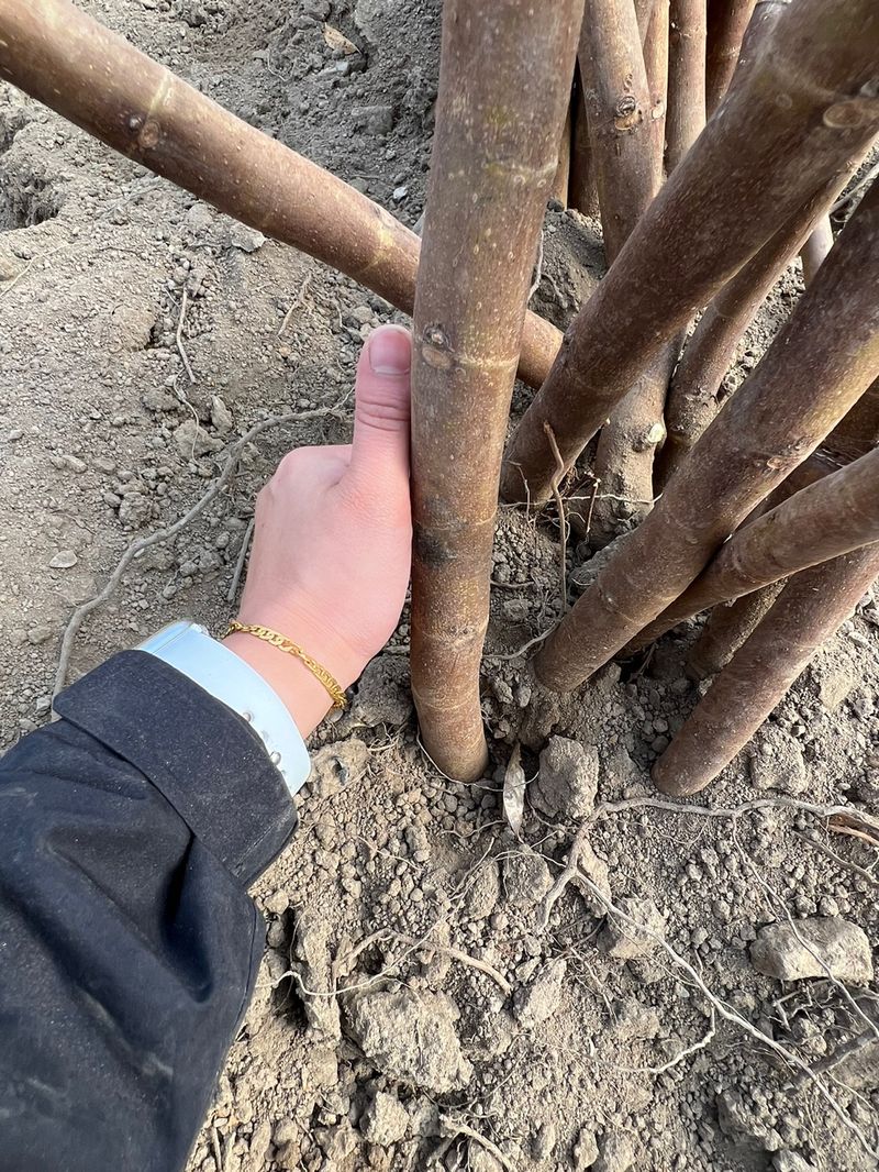 일심묘목농원님의 장터 판매 상품 [청무화과(바나네) 1년생 묘목] 첨부 사진