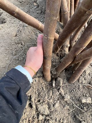 일심묘목농원님의 작성글 사진