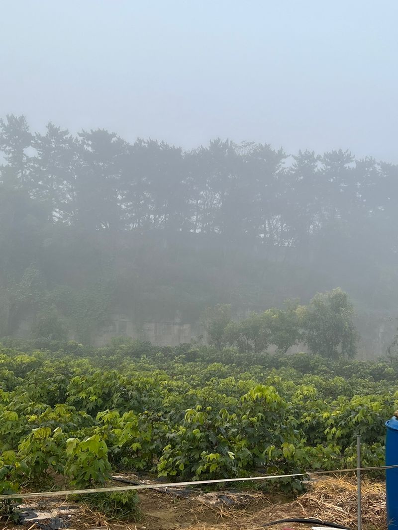 일심묘목농원님의 장터 판매 상품 [민엄나무 1년생 묘목] 첨부 사진