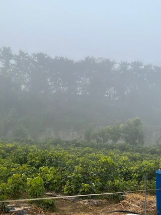 일심묘목농원님의 작성글 사진