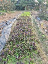 팜모닝 자유주제·건의해요 게시글 이미지