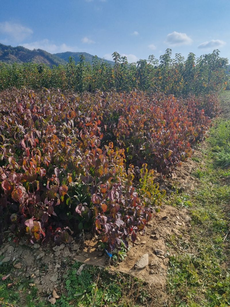 일심묘목농원님의 장터 판매 상품 [미산딸 체로키치프 접목1년생 묘목] 첨부 사진