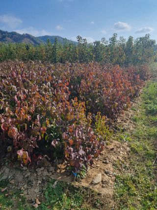 일심묘목농원님의 작성글 사진