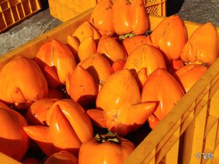 안길원님의 자유주제 · 자유게시판 작성글 사진