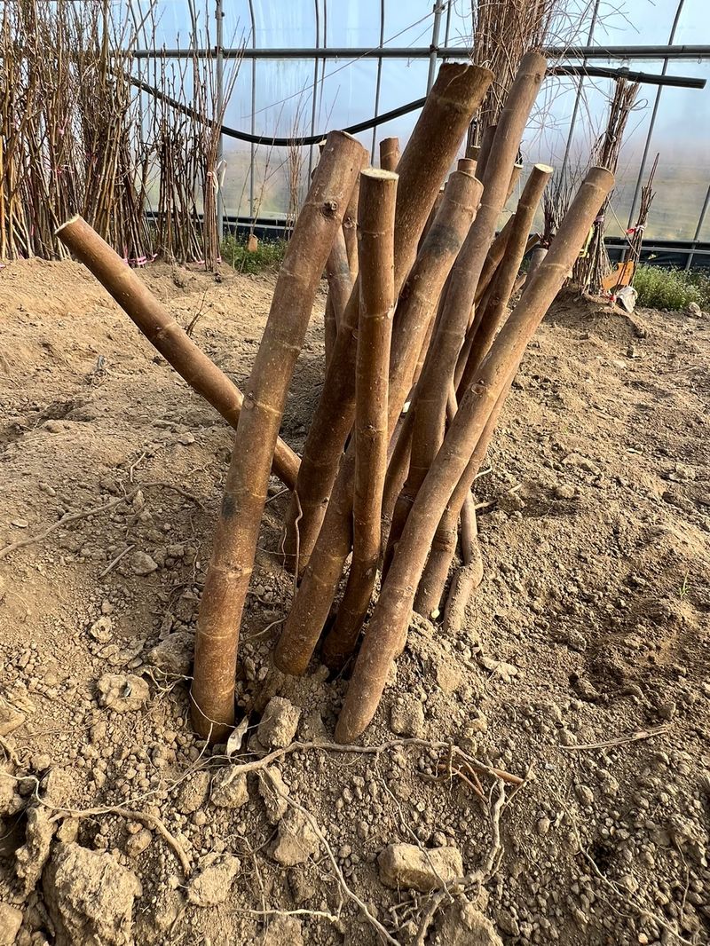 일심묘목농원님의 장터 판매 상품 [청무화과(바나네) 1년생 묘목] 첨부 사진