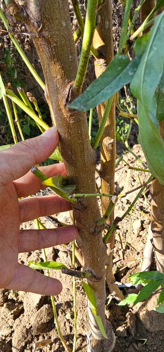 뿌리묘목농원님의 자유주제 · 자유게시판 작성글 사진