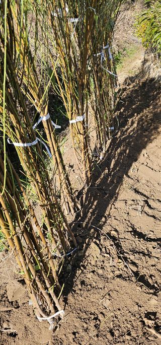 뿌리묘목농원님의 자유주제 · 자유게시판 작성글 사진