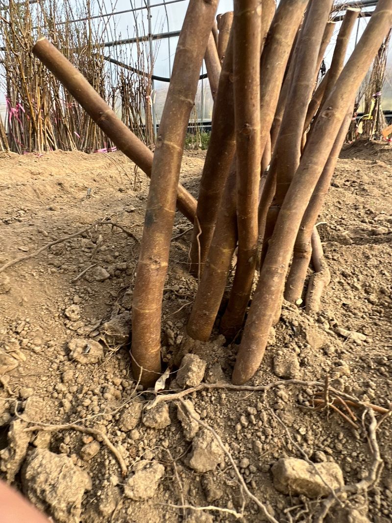 일심묘목농원님의 장터 판매 상품 [청무화과(바나네) 1년생 묘목] 첨부 사진