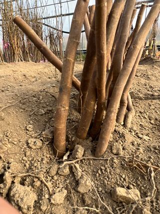 일심묘목농원님의 작성글 사진