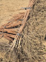 팜모닝 자유주제·자유게시판 게시글 이미지