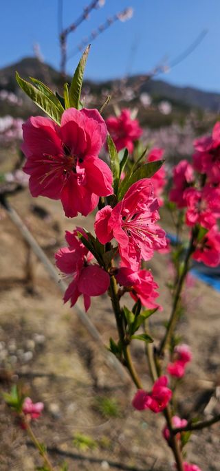뿌리묘목농원님의 자유주제 · 자유게시판 작성글 사진
