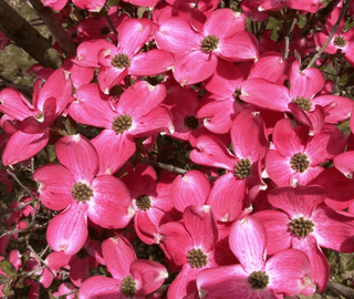 일심묘목농원님의 작성글 사진