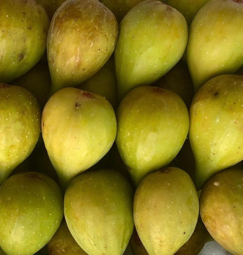 장터 상품 [청무화과(바나네) 1년생 묘목] 썸네일