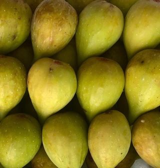 일심묘목농원님의 작성글 사진