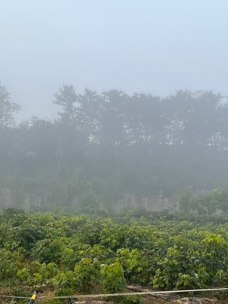 일심묘목농원님의 장터 판매 상품 [민엄나무 1년생 묘목] 첨부 사진