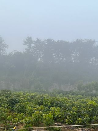 일심묘목농원님의 작성글 사진