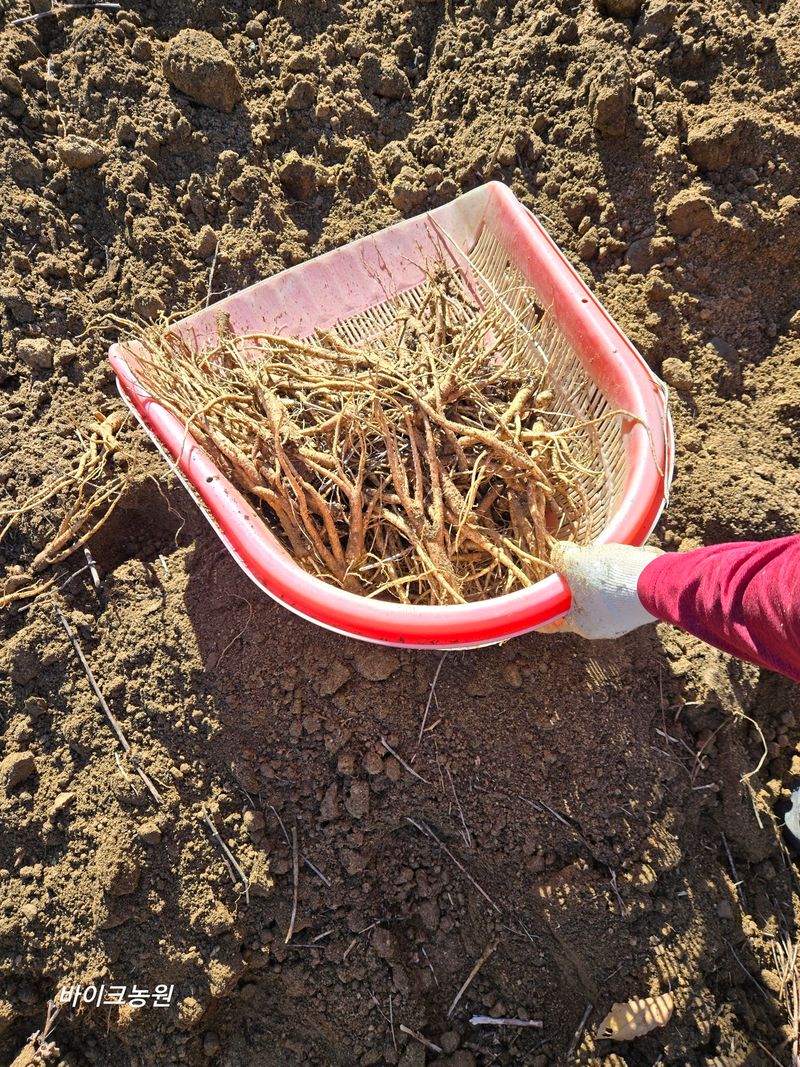 장터 상품 [백도라지 4kg] 썸네일