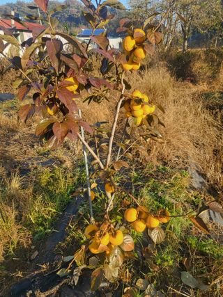 장용익님의 자유주제 · 자유게시판 작성글 사진