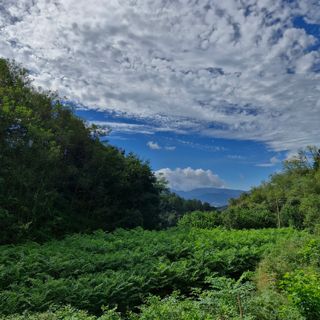 거창두릅농원김성희님의 자유주제 · 자유게시판 작성글 사진