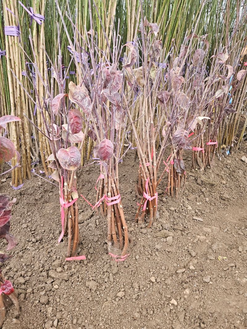 일심묘목농원님의 장터 판매 상품 [미산딸 체로키치프 접목1년생 묘목] 첨부 사진