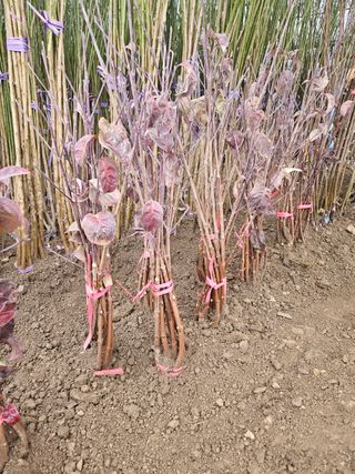 일심묘목농원님의 작성글 사진