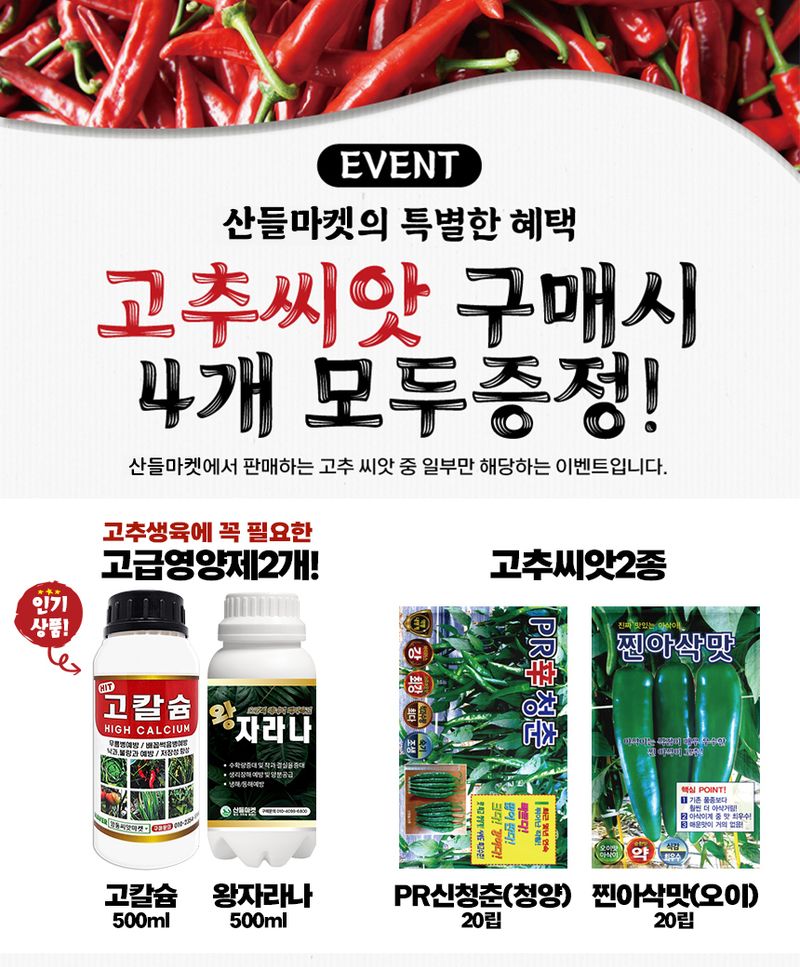 산들마켓,씨앗마켓님의 장터 판매 상품 [더기반 칼탄킹 고추 씨앗 1200립 복합내병계 극대과종 재배안정 탄저병 역병 홍초 건초 고추씨 종자] 첨부 사진