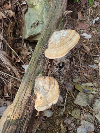 예산청정매실농장님의 자유주제 · 자유게시판 작성글 사진