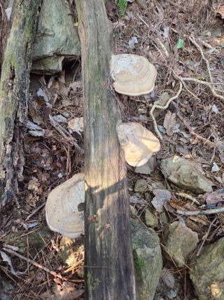 예산청정매실농장님의 자유주제 · 자유게시판 작성글 사진