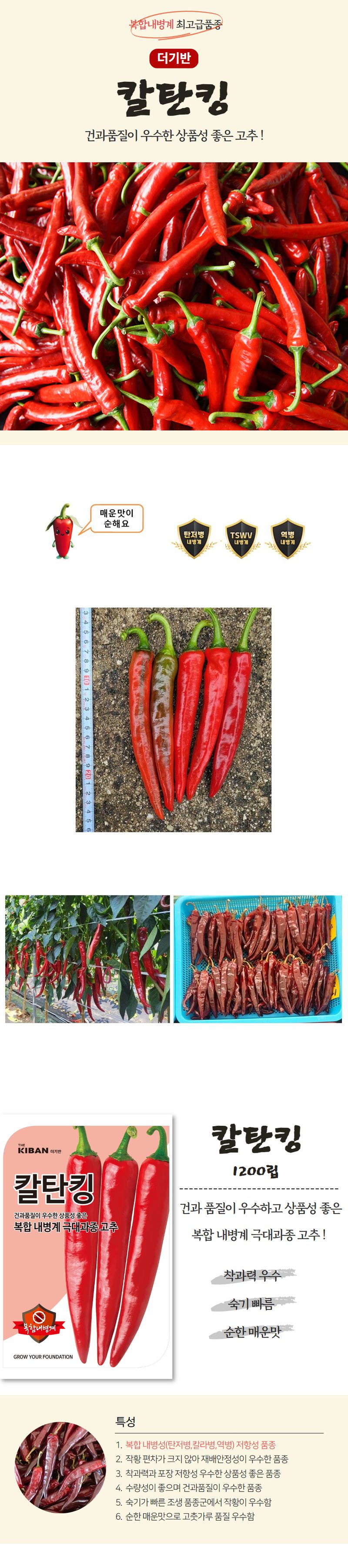산들마켓,씨앗마켓님의 장터 판매 상품 [더기반 칼탄킹 고추 씨앗 1200립 복합내병계 극대과종 재배안정 탄저병 역병 홍초 건초 고추씨 종자] 첨부 사진