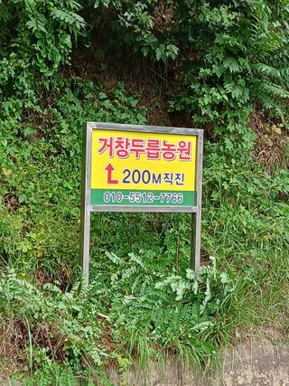 거창두릅농원김성희님의 자유주제 · 자유게시판 작성글 사진