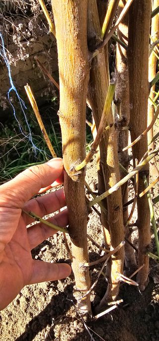 뿌리묘목농원님의 자유주제 · 자유게시판 작성글 사진