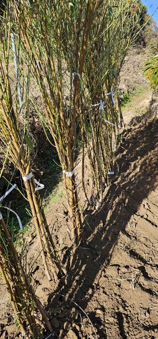 뿌리묘목농원님의 자유주제 · 자유게시판 작성글 사진