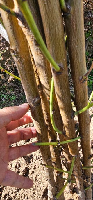 뿌리묘목농원님의 자유주제 · 자유게시판 작성글 사진