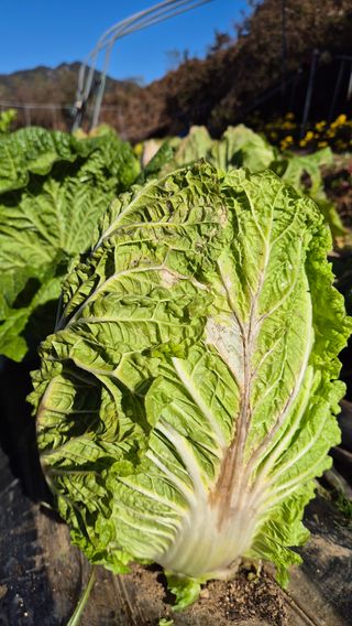 이애숙님의 자유주제 · 건의해요 작성글 사진